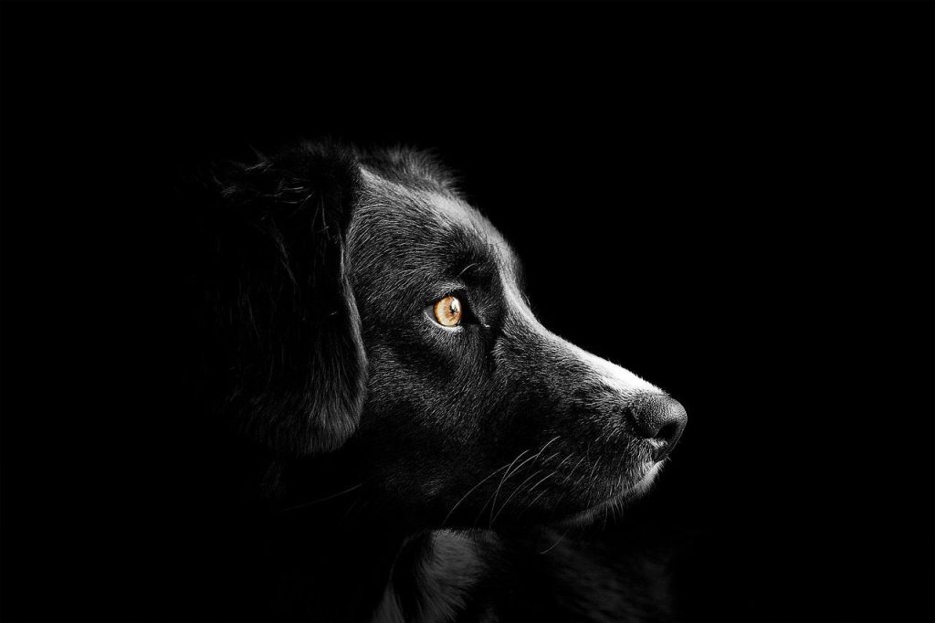 Breeding a dog in heat Dog Breeds