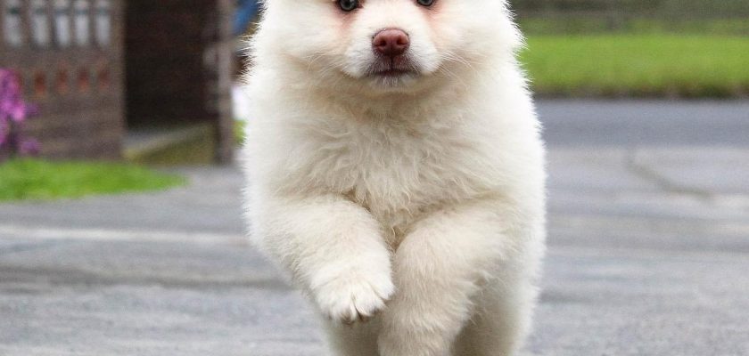 Breeds of small white dogs