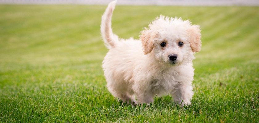 Cute small dog breeds with pictures