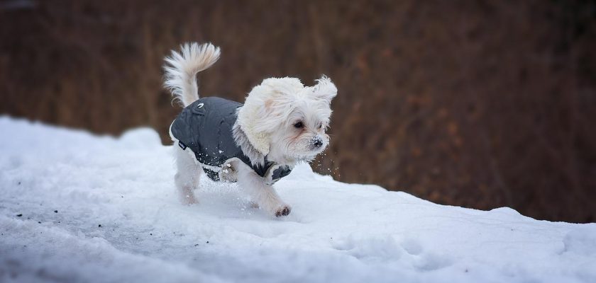 Dog coats for small breeds