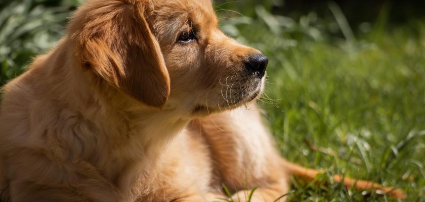 Female dog names for small breeds