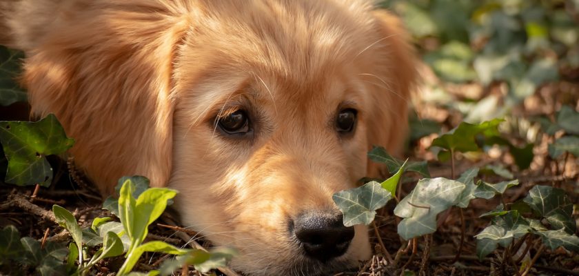 Hypoallergenic dog breeds small