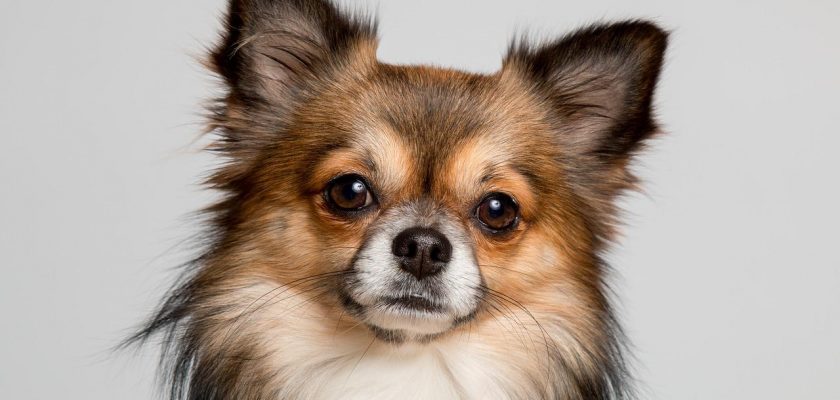 List of small breed dogs with pictures
