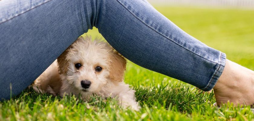 List of small dog breeds with pictures