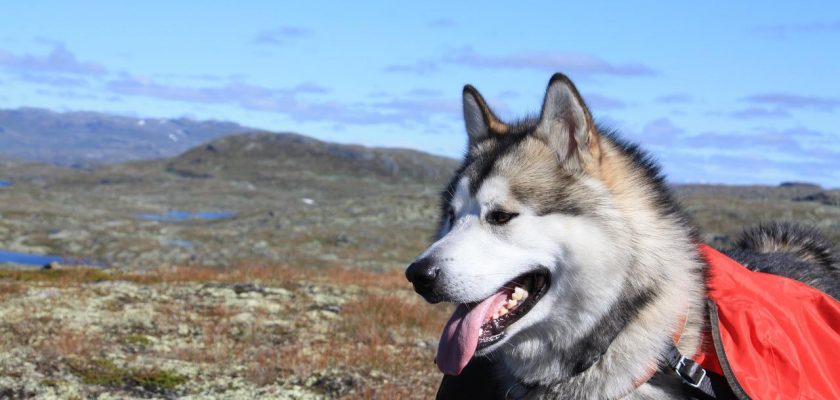 Small Alaskan dog breeds