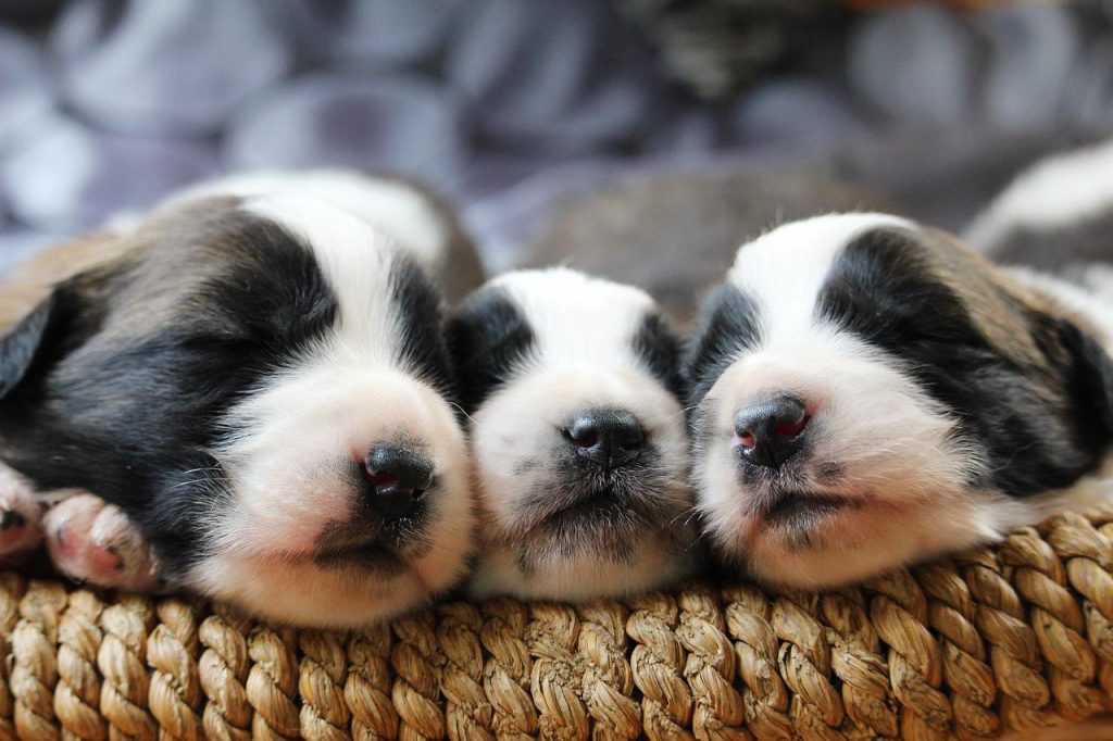 Picture of Small breed dog pregnancy | Dog Breeds