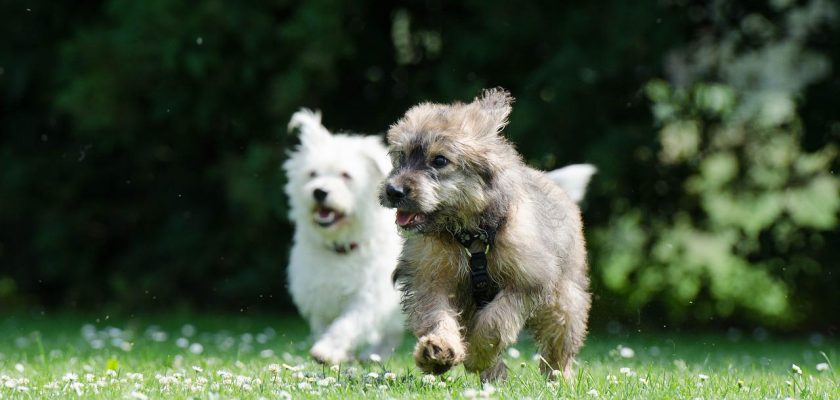 Small breed dogs pictures